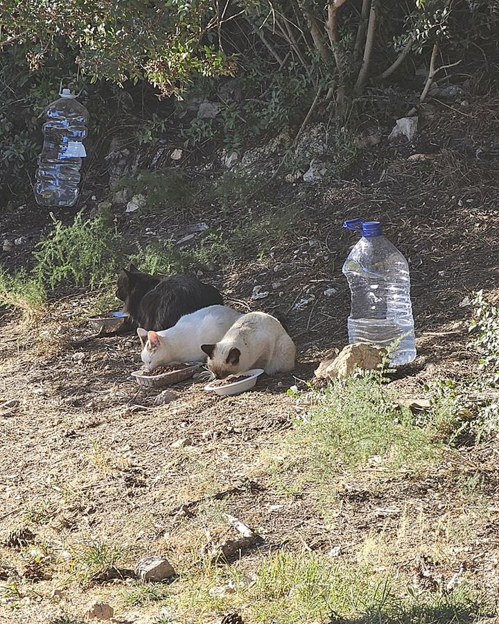 Iedere dag brengt ze, wanneer ze haar ronde doet om de parkeerplaats op te ruimen, de zwerfkatten uit het bos eten en drinken.